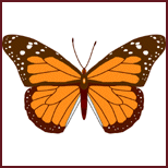 brown butterfly